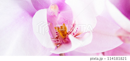 a branch of a beautiful and pastel purple orchid on a white background. 114181821