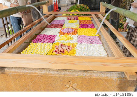 茨城家笠間市　笠間稲荷神社　菊祭り 114181889