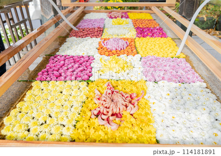 茨城家笠間市 笠間稲荷神社 菊祭り 茨城家笠間市 笠間稲荷神社 菊祭り 114181891