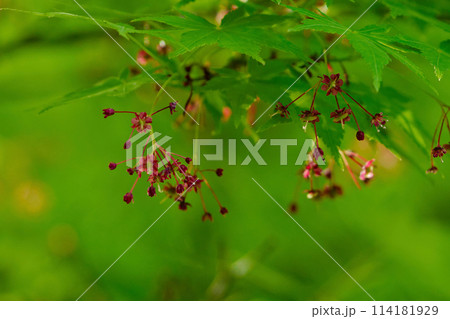 カエデ科イロハモミジの花 114181929