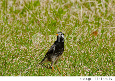 地面で採餌するムクドリ科ムクドリ 地面で採餌するムクドリ科ムクドリ 114182015