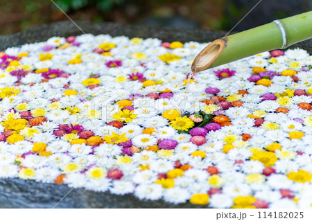 茨城家笠間市　笠間稲荷神社　菊祭り 114182025