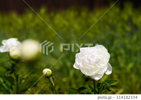 白いシャクヤク ラテン ドール 白いシャクヤク ラテン ドール 114182334