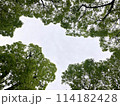 木々の間から見える空 114182428