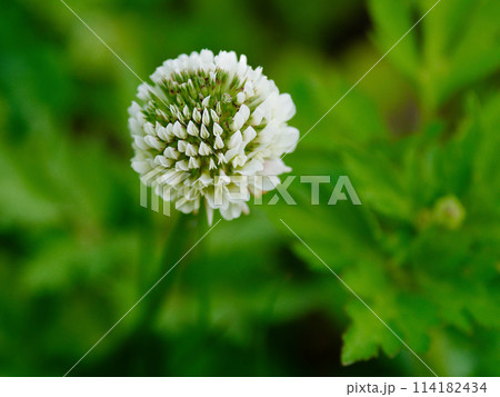 クローバーの白い花 114182434