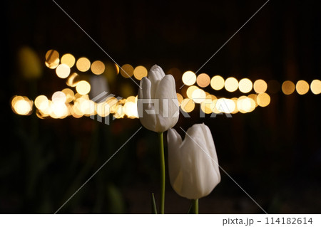 Two white tulips against the background of blurred lighting at night Two white tulips against the background of blurred lighting at night 114182614