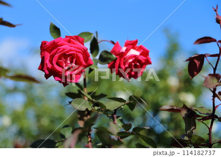 荒尾市　おもやい市民花壇　バラの花、 114182737