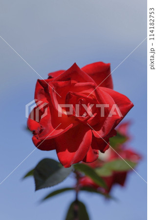 荒尾市 おもやい市民花壇 バラの花、 荒尾市 おもやい市民花壇 バラの花、 114182753