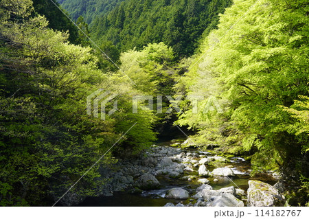 新緑が美しいみたらい渓谷 114182767