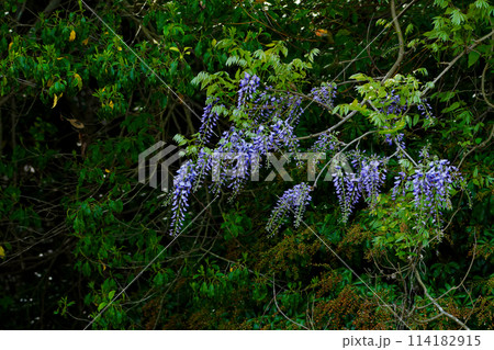 マメ科の蔓性植物フジの開花 114182915
