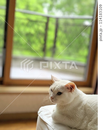 窓辺で見つめる猫 114183109