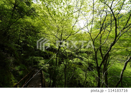 新緑の森を行く　みたらい渓谷遊歩道 114183716