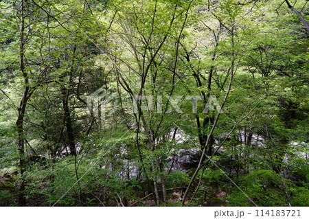 新緑の森を行く　みたらい渓谷遊歩道 114183721
