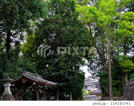 名古屋の村社　日吉神社境内の神社林 114183741