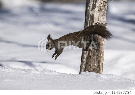 クルミをくわえて雪の中に飛び込むエゾリス クルミをくわえて雪の中に飛び込むエゾリス 114183754