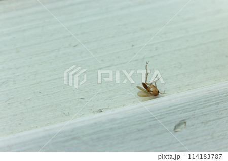 Dead mosquito on wooden shelf. Dead insect. Wildlife concept. Bloodsucker isolated. Virus danger. Death mosquito. Anti-insect protection. Dead mosquito on wooden shelf. Dead insect. Wildlife concept. Bloodsucker isolated. Virus danger. Death mosquito. Anti-insect protection. 114183787