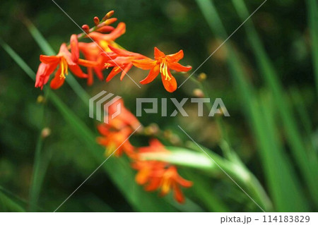 モンドブレチア  朱赤色の花咲く 114183829