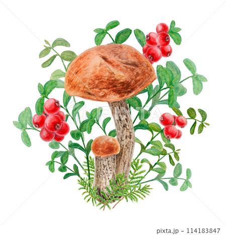 Forest wild red berries and edible mushrooms. Watercolor hand drawn clip art. Realistic botanical illustration of juisy cranberry and boletus for printing on textile, card, poster, tag, label, sticker 114183847