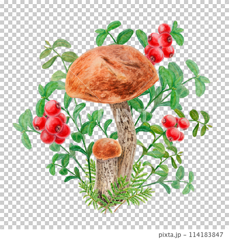 Forest wild red berries and edible mushrooms. Watercolor hand drawn clip art. Realistic botanical illustration of juisy cranberry and boletus for printing on textile, card, poster, tag, label, sticker 114183847
