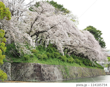 静岡県　駿府城公園の満開の桜　4月 114185734