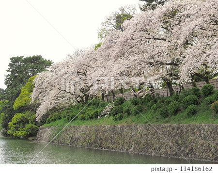 静岡県　駿府城公園の満開の桜　4月 114186162