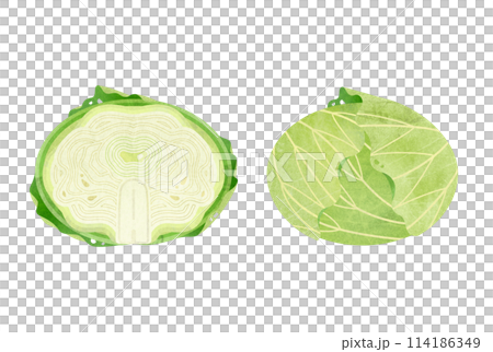大玉キャベツ 114186349