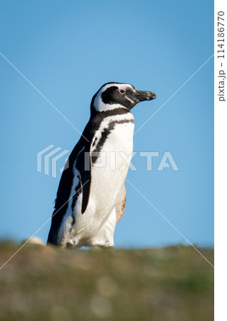 Magellanic penguin crosses grass beneath blue sky 114186770