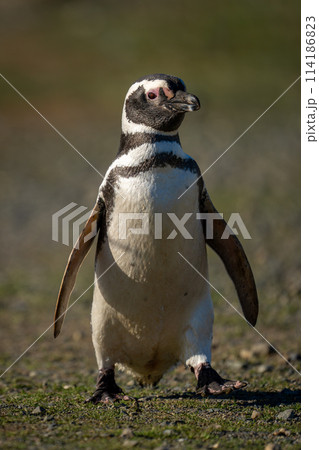 Magellanic penguin crosses rocky ground in sun 114186823