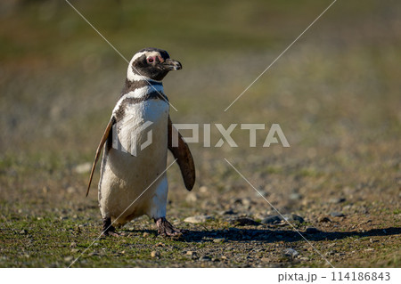 Magellanic penguin crosses rocky slope in sunshine Magellanic penguin crosses rocky slope in sunshine 114186843