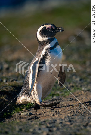 Magellanic penguin crosses rocky slope lifting foot 114186850