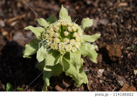 ふきのとう 114186882