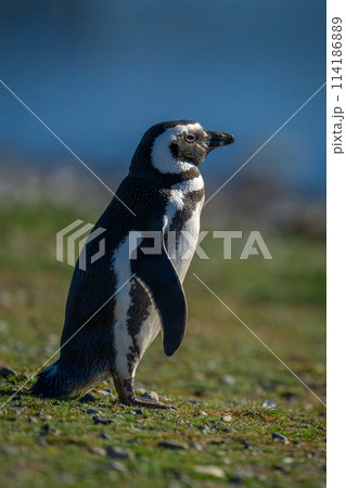 Magellanic penguin in profile on grass slope Magellanic penguin in profile on grass slope 114186889