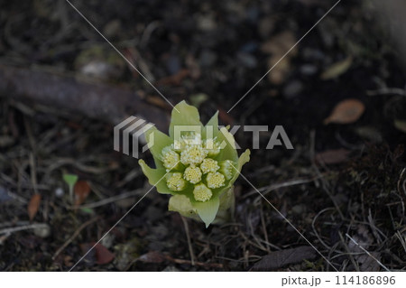 ふきのとう 114186896