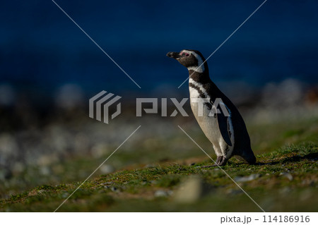 Magellanic penguin leans forward on grassy slope 114186916