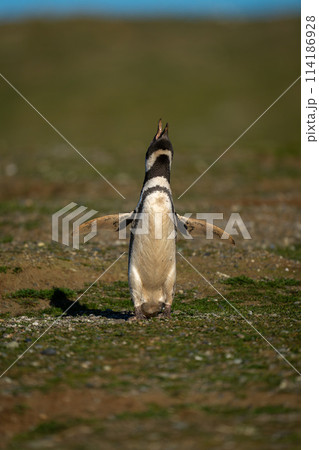 Magellanic penguin lifting head to make call Magellanic penguin lifting head to make call 114186928