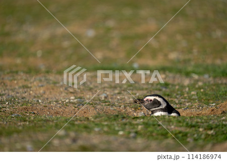 Magellanic penguin nestles in burrow on grass 114186974