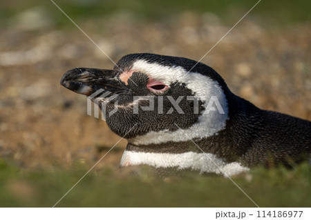 Magellanic penguin nestles in burrow on slope Magellanic penguin nestles in burrow on slope 114186977
