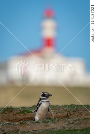 Magellanic penguin on grassy hillside near lighthouse 114187021