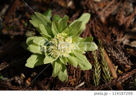 ふきのとう 114187209