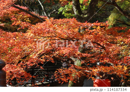 伊香保温泉の紅葉 伊香保温泉の紅葉 114187334