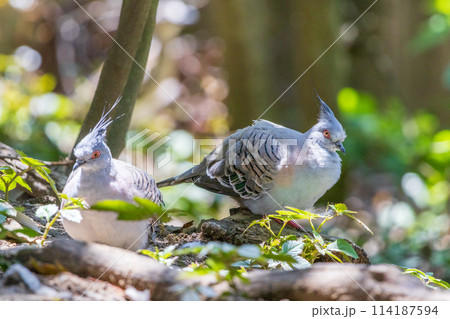 オーストラリアの野鳥　レンジャクバトのツガイ 114187594