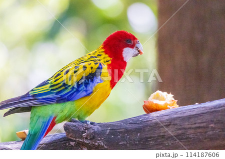 オーストラリアの野鳥 ナナクサインコ オーストラリアの野鳥 ナナクサインコ 114187606