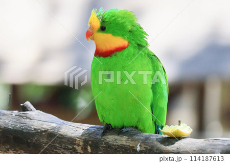 オーストラリアの野鳥　ミカヅキインコ 114187613