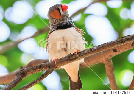 オーストラリアの野鳥　キンカチョウ 114187618