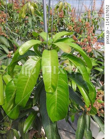 ハウス栽培のマンゴーの葉っぱ 114187652
