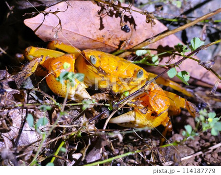 昆虫を捕食する野生のベンケイガニ 114187779