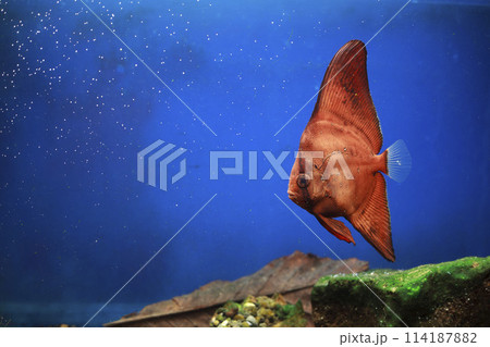 ナンヨウツバメウオ　ツバメウオ　枯れ葉　擬態　マンジュウダイ　レプトケファルス　orbic fish 114187882