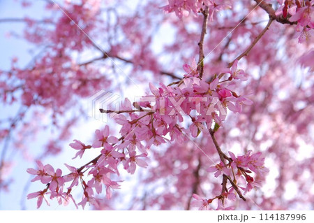 枝垂れ桜 114187996