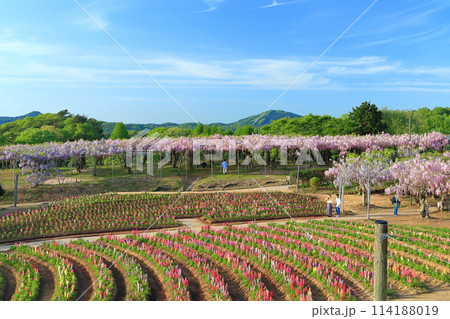 【広島県】晴天の世羅高原のルピナスと藤の花（せらふじ園） 114188019