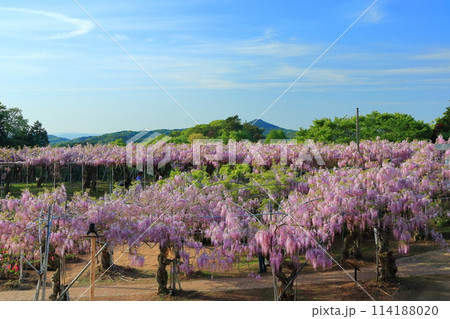 【広島県】晴天の世羅高原の藤の花（せらふじ園） 114188020